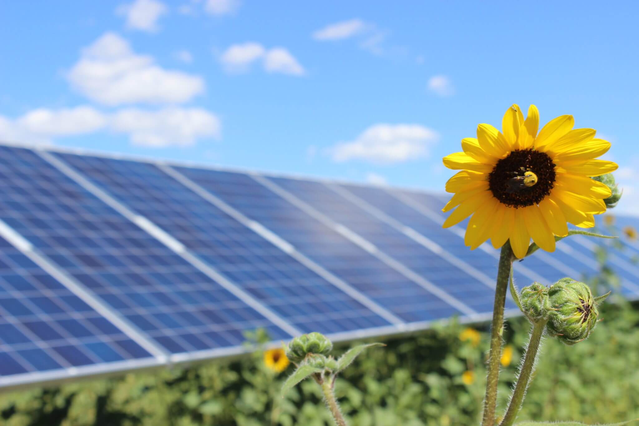 SunShare supports the Colorado community's solar project