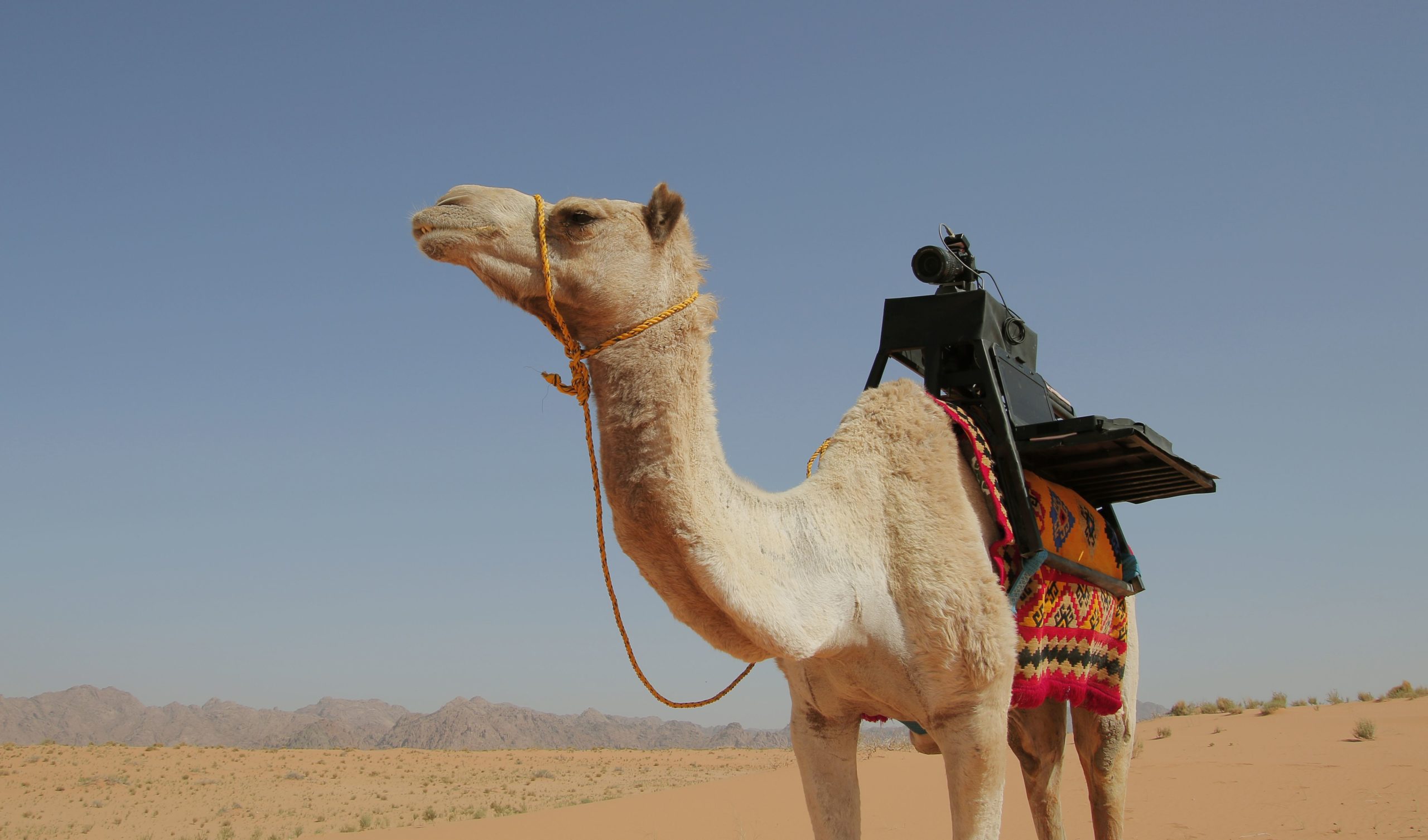 A camel helps photographers take pictures in the desert - Treehugger